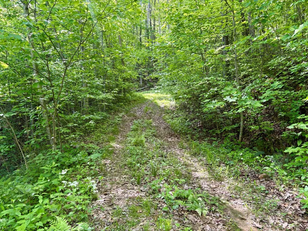High Knob Bryson City, NC 28713