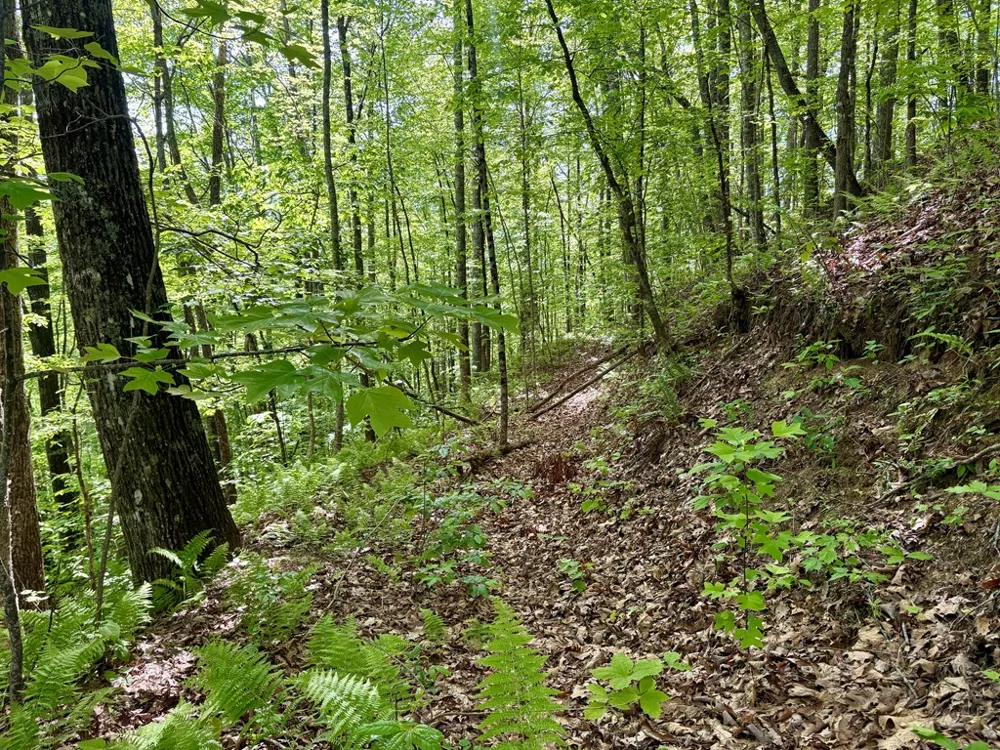 High Knob Bryson City, NC 28713