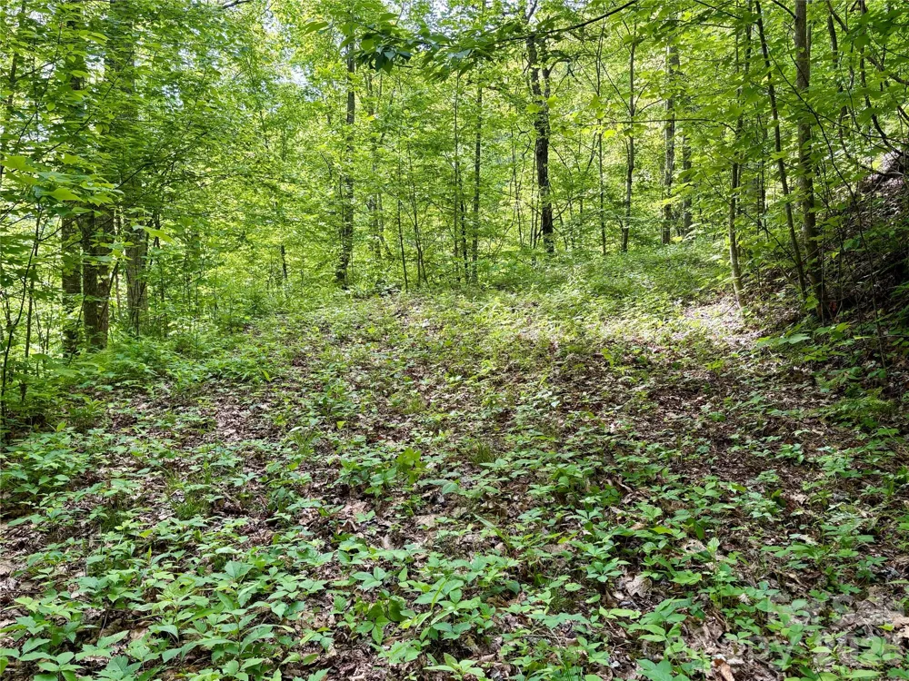 0 Carpenter Road Bryson City, NC 28713