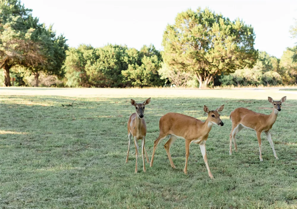 2037 Harris Drive Graford, TX 76449