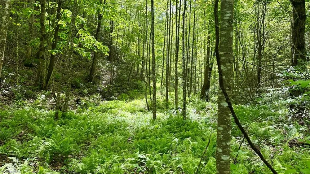 000 Old NC Highway 16 Millers Creek, NC 28651