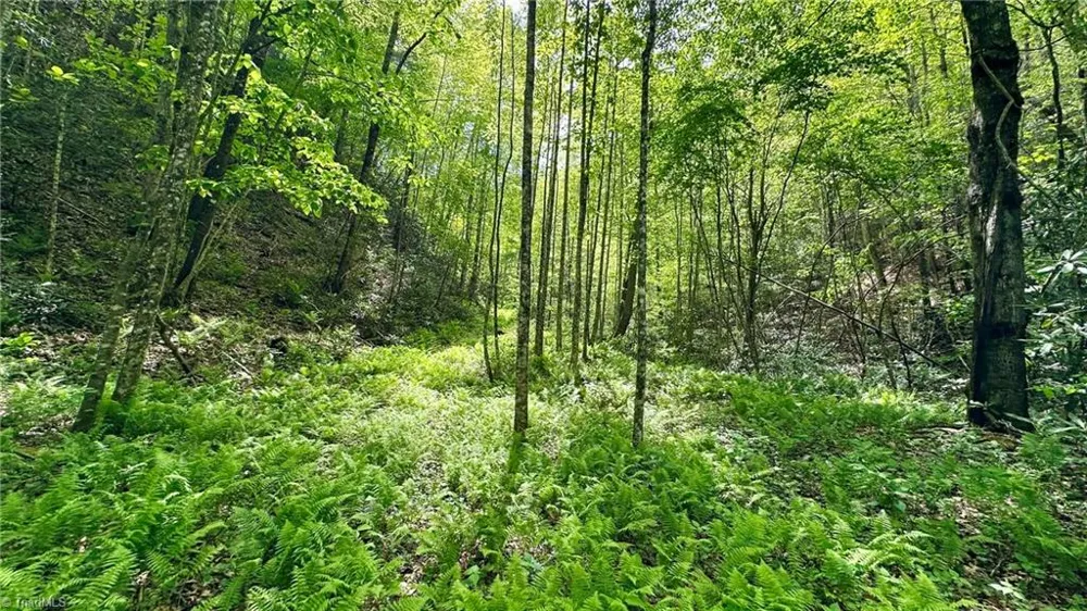 000 Old NC Highway 16 Millers Creek, NC 28651