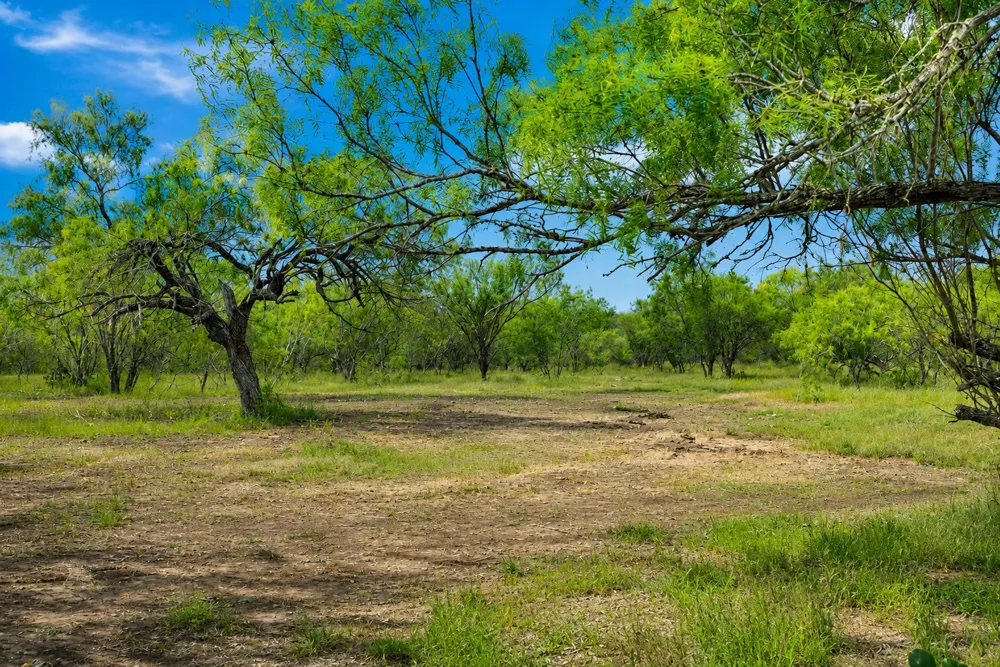5 CR 171 Nixon, TX 78140