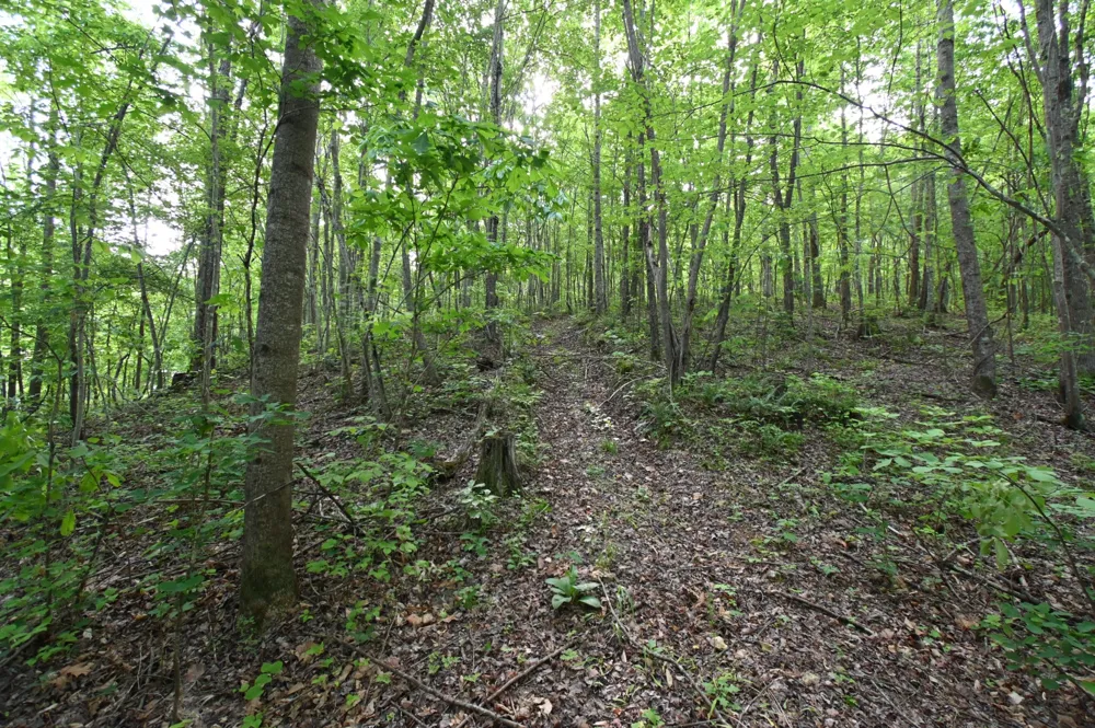 0 Lower Crooked Creek Rd Lobelville, TN 37097