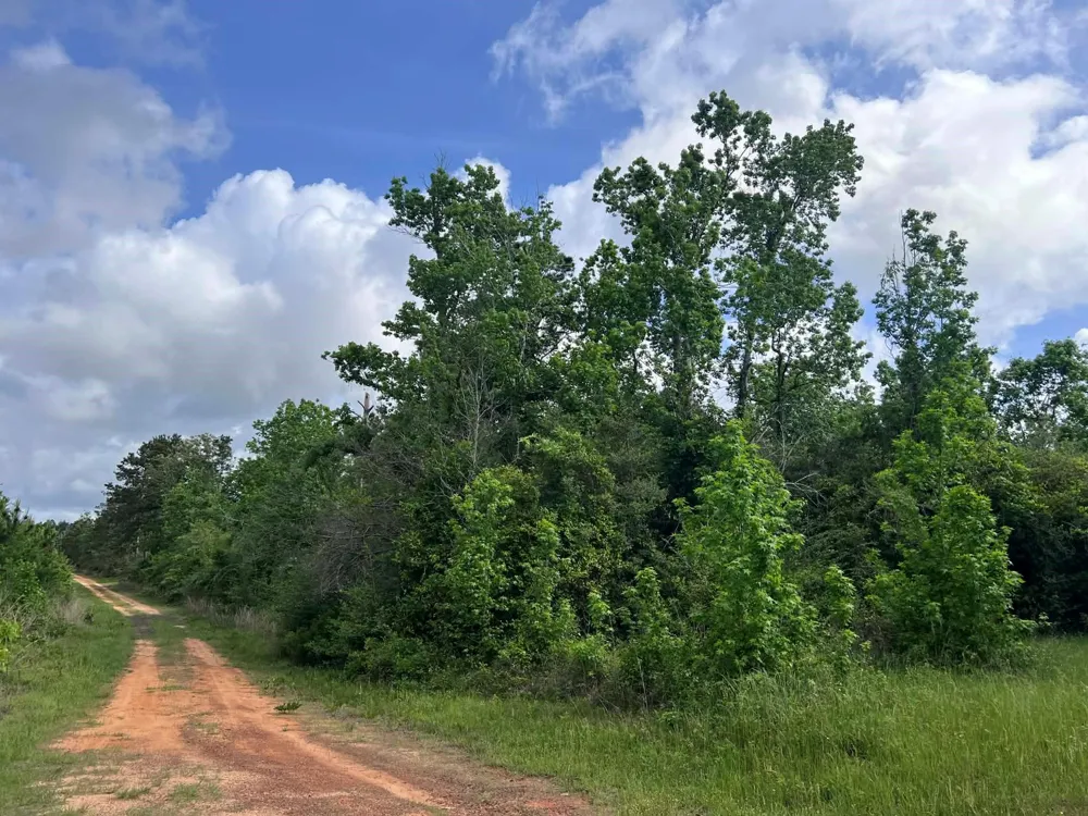County Road 2041 Newton, TX 75966