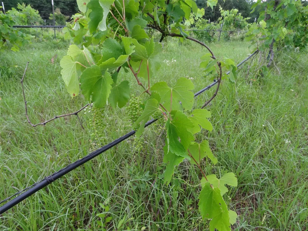 1603 VZ CR 2908 Eustace, TX 75124
