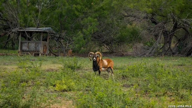 5797 Fm 3408 Cotulla, TX 78014
