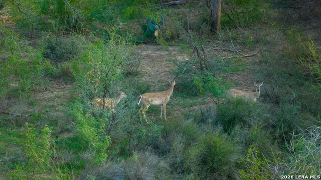 5797 Fm 3408 Cotulla, TX 78014
