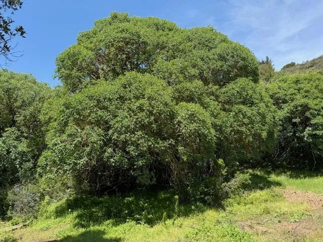 7175 Redwood Retreat Gilroy, CA 95020