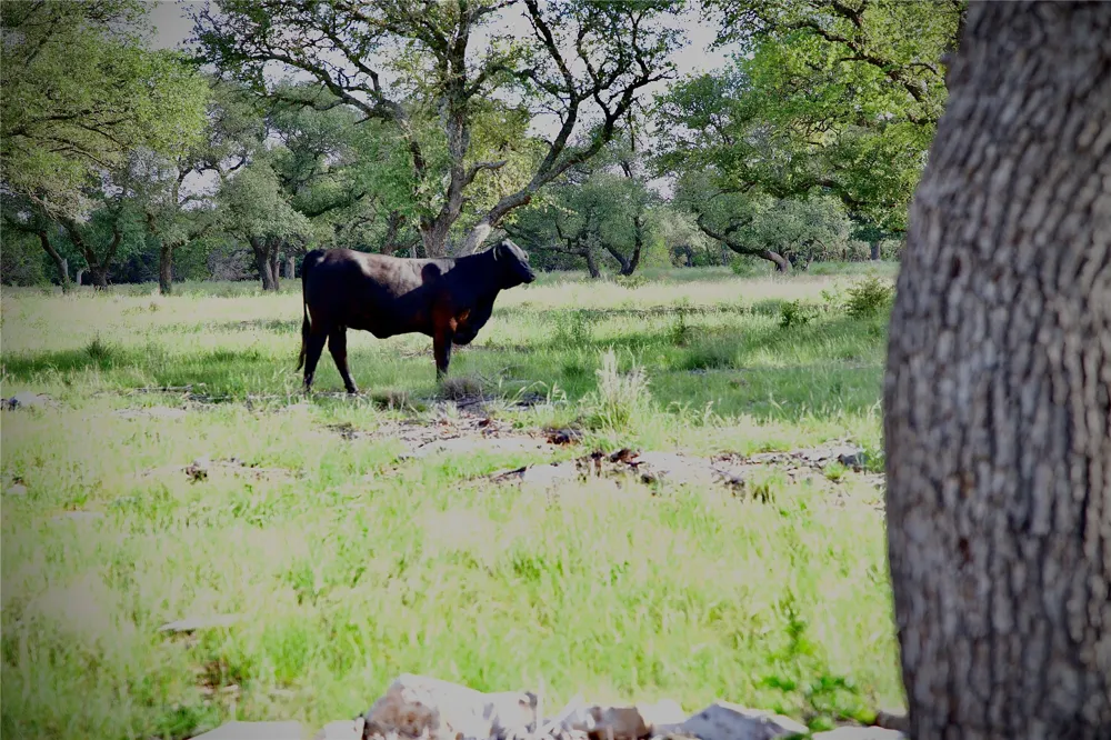 33 Starfall Drive Lampasas, TX 76550