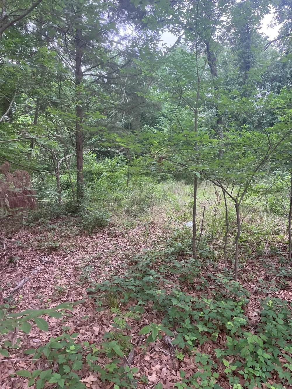 106 Red Bluff Loop Mabank, TX 75156