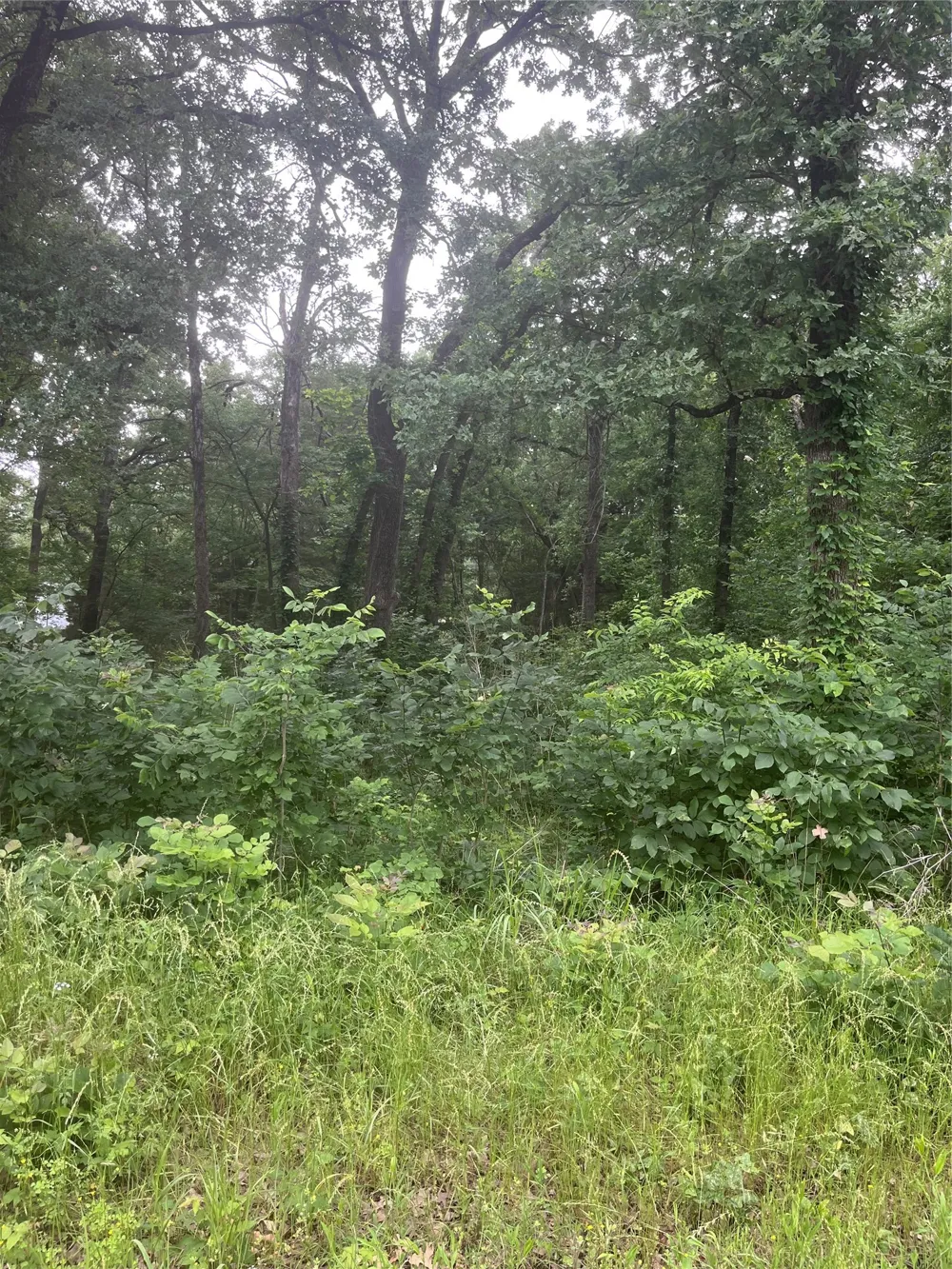 106 Red Bluff Loop Mabank, TX 75156