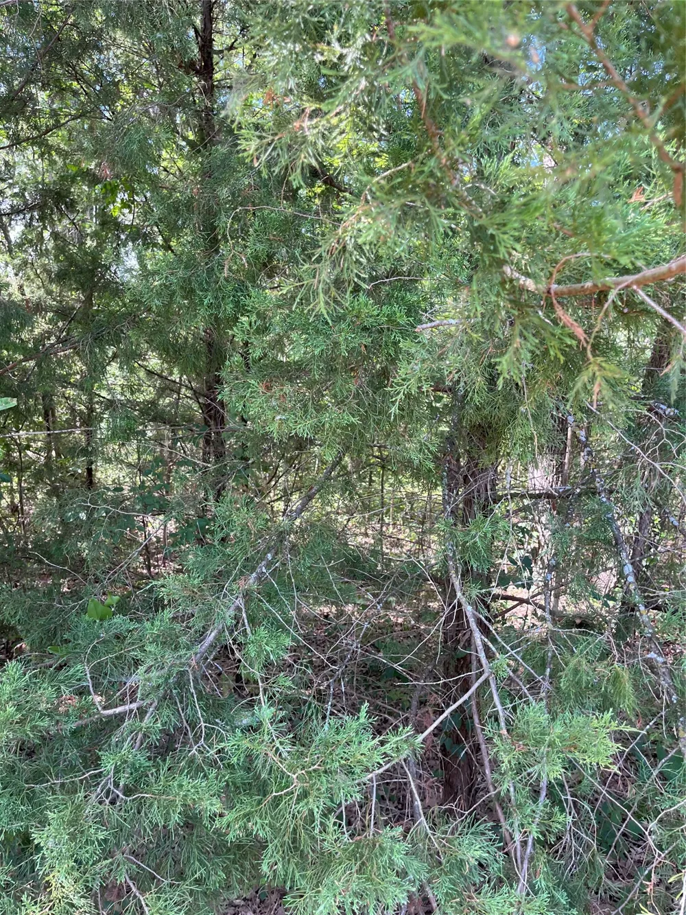106 Red Bluff Loop Mabank, TX 75156