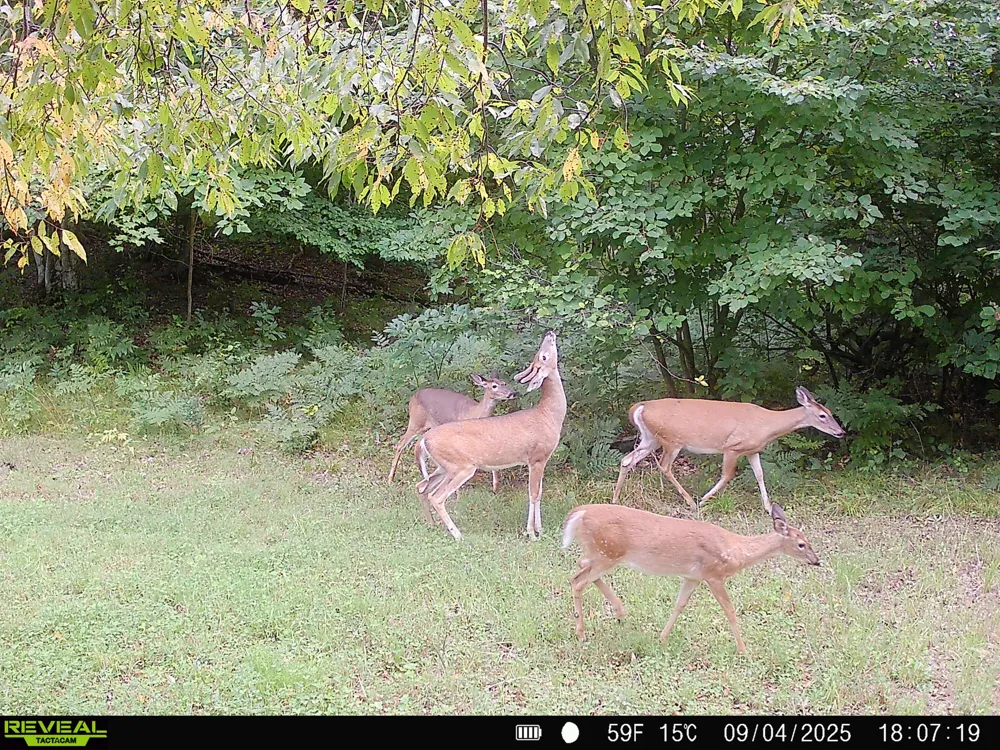 20179 Coates Highway Brethren, MI 49619