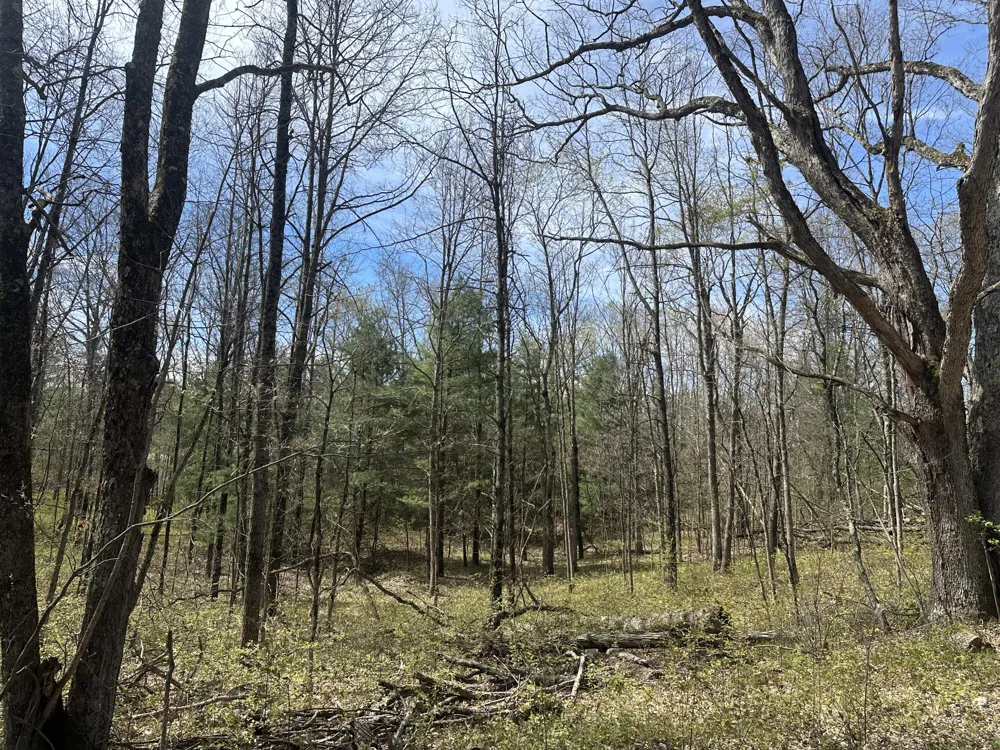 S Shepperd Road Branch, MI 49402