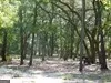 239 River Moss RD