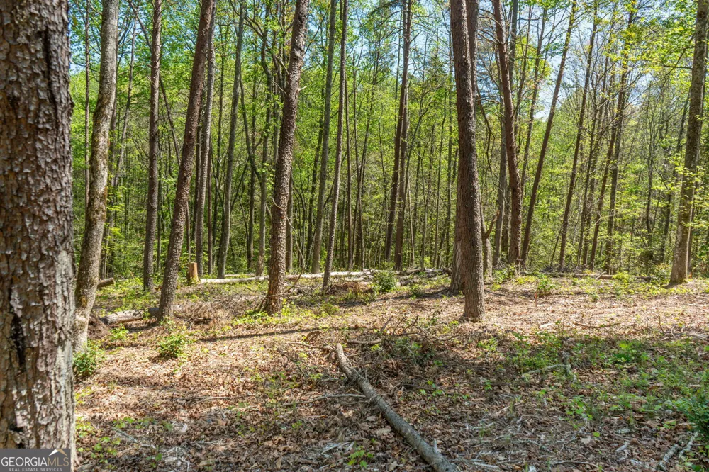 0 Red June lot 1318 & 1319 LN Clarkesville, GA 30523