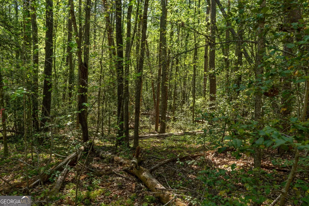 0 Red June lot 1318 & 1319 LN Clarkesville, GA 30523