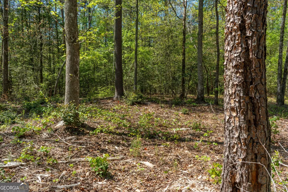 0 Red June lot 1318 & 1319 LN Clarkesville, GA 30523