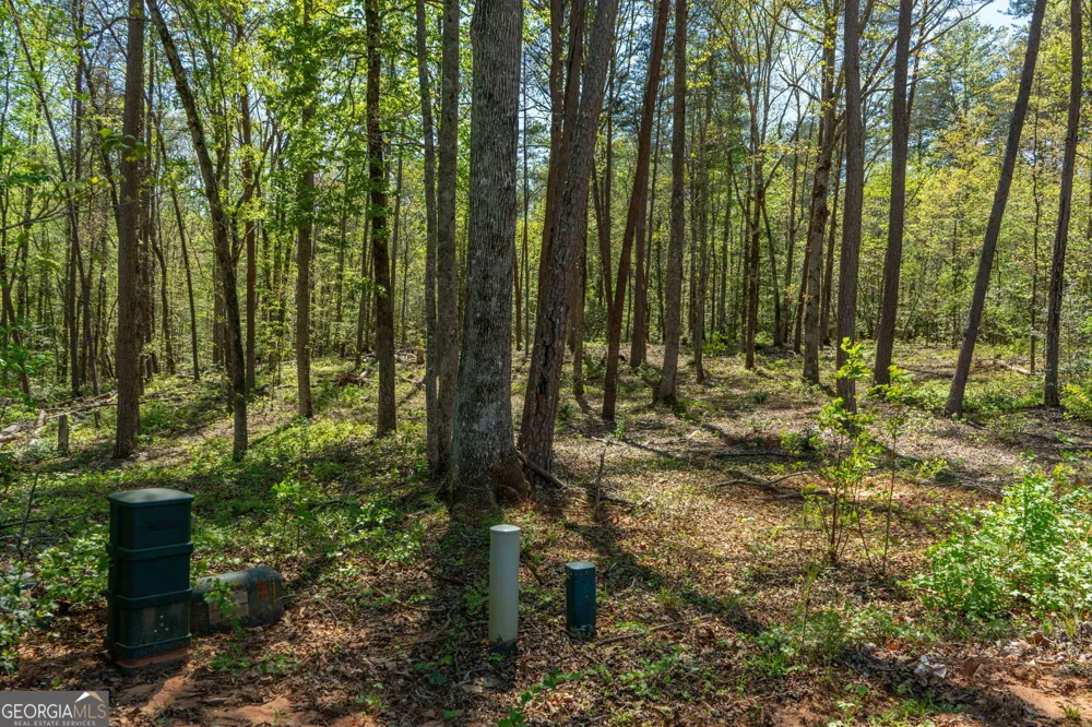 0 Red June lot 1318 & 1319 LN Clarkesville, GA 30523