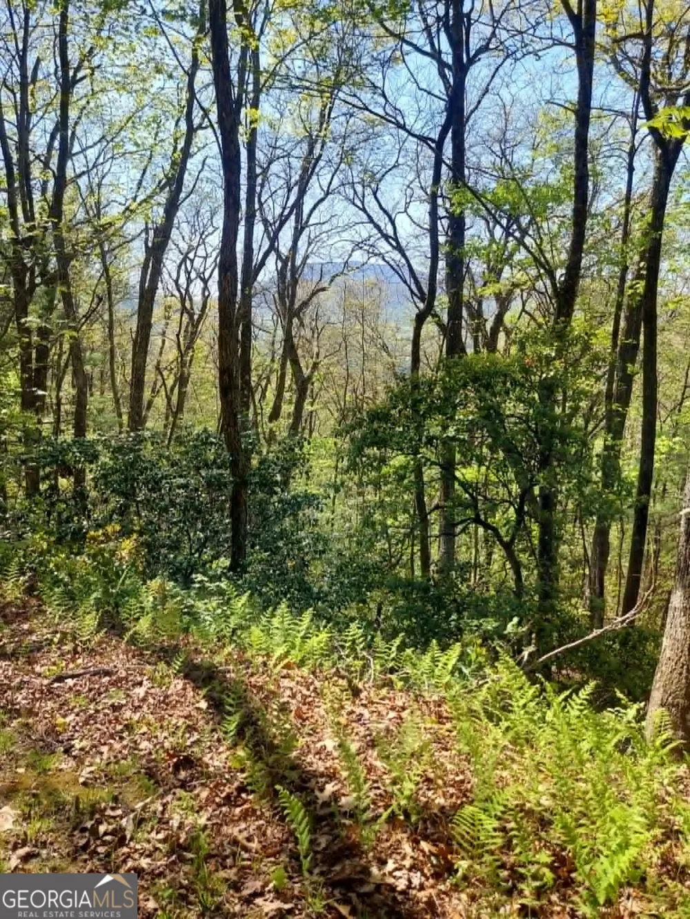 0 LOT 40 Pipetrack Gap RD Scaly Mtn, NC 28775