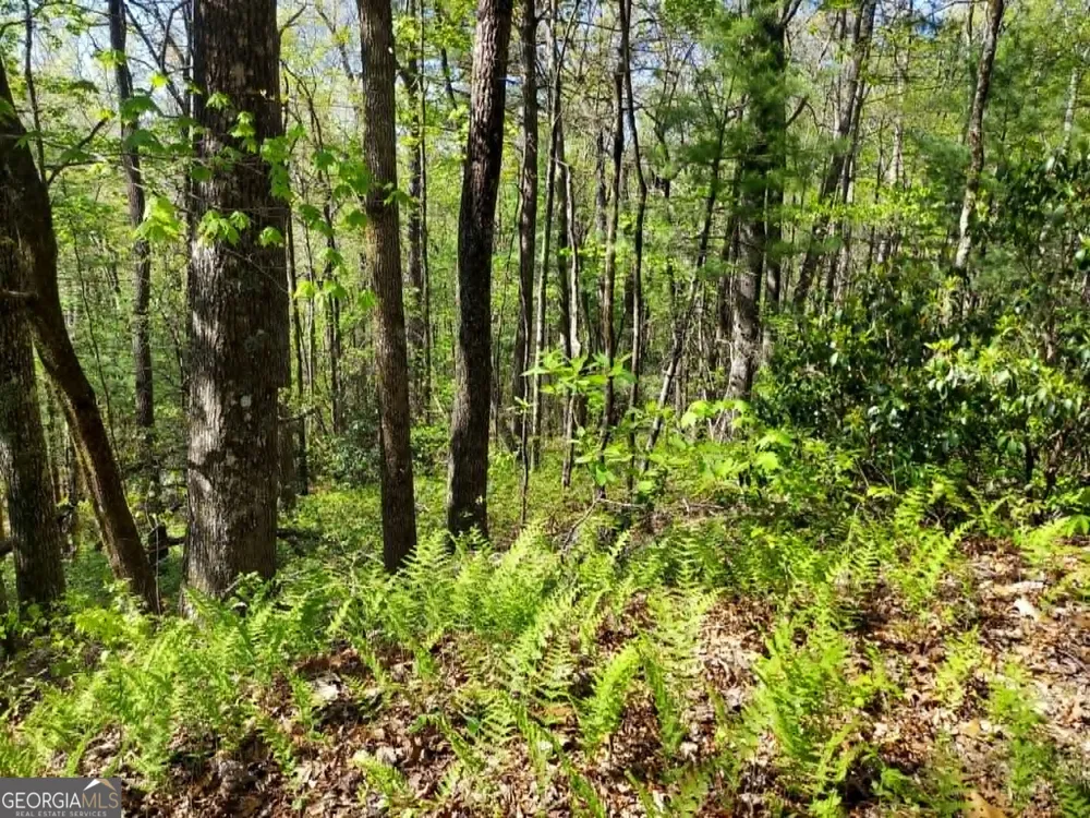 0 LOT 40 Pipetrack Gap RD Scaly Mtn, NC 28775