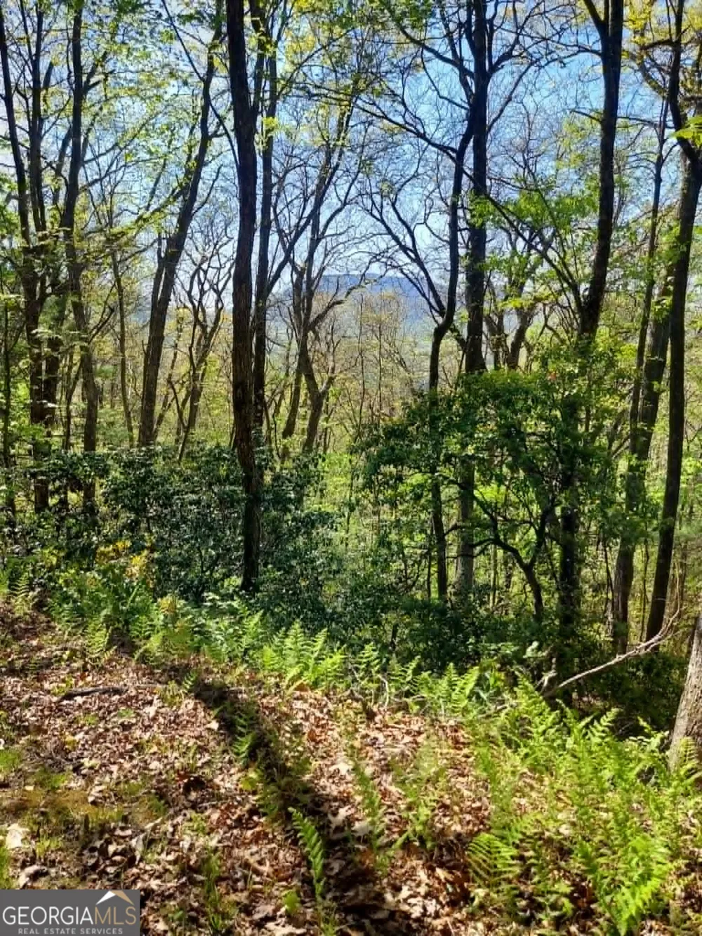 0 LOT 40 Pipetrack Gap RD Scaly Mtn, NC 28775