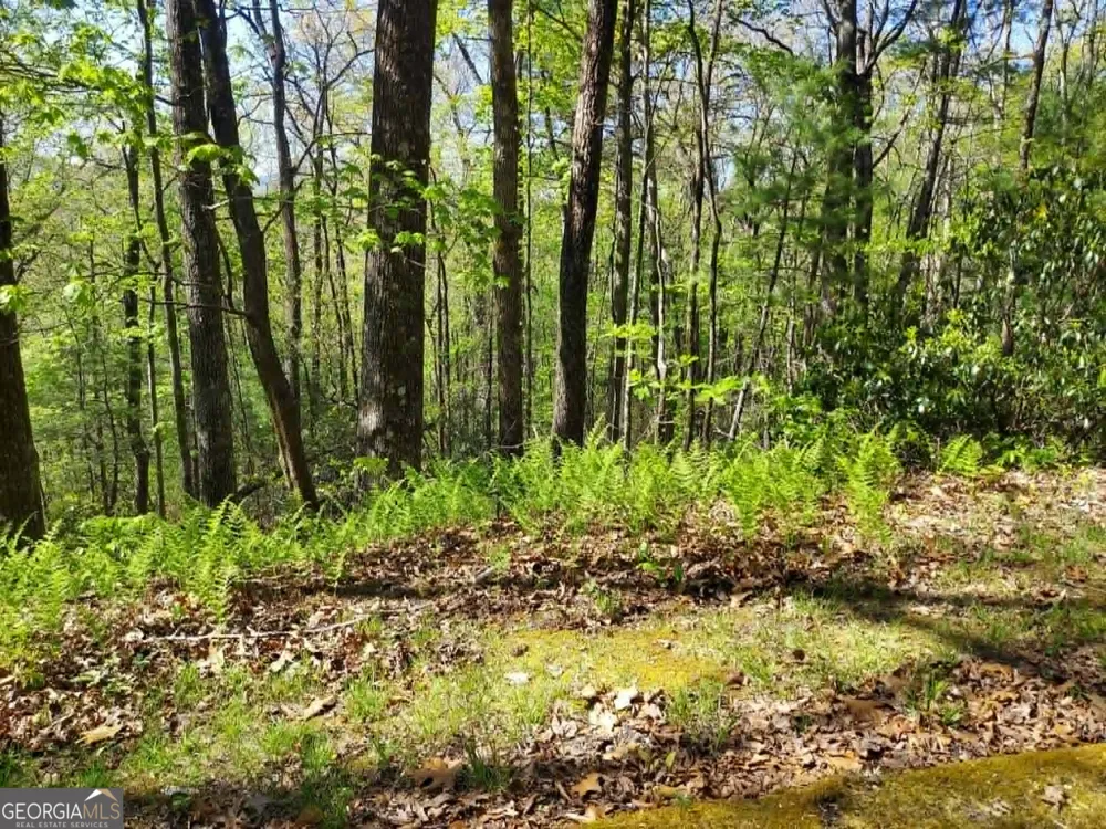 0 LOT 40 Pipetrack Gap RD Scaly Mtn, NC 28775