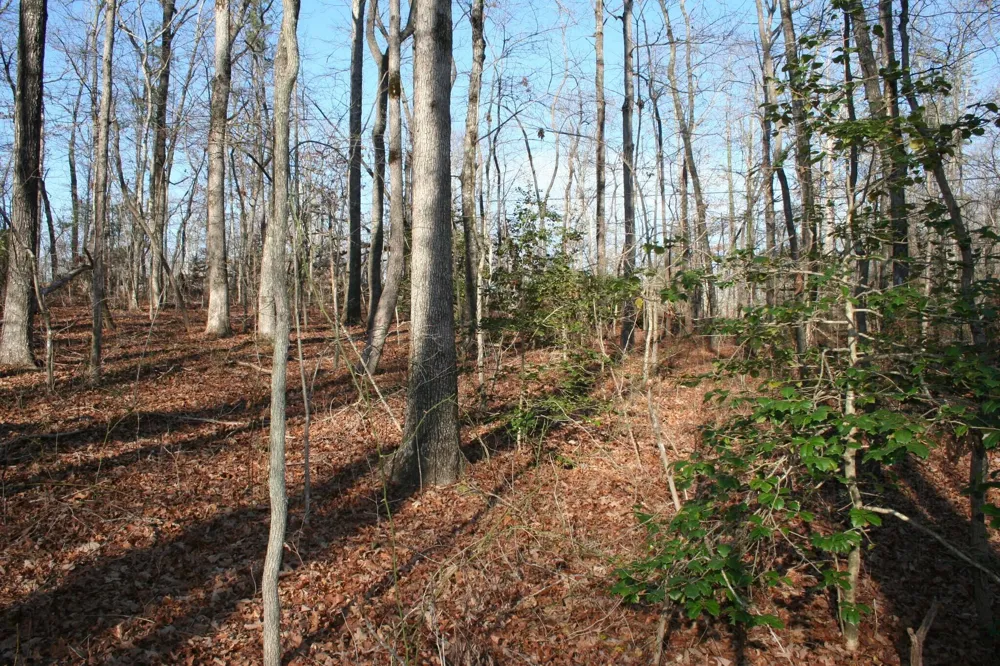 18th Avenue S Gruetli Laager, TN 37339