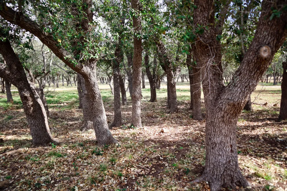 674 US-83 Highway Mountain Home, TX 78058