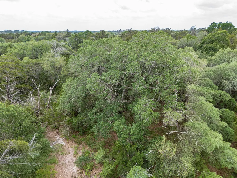 Fm 1094 New Ulm, TX 78950