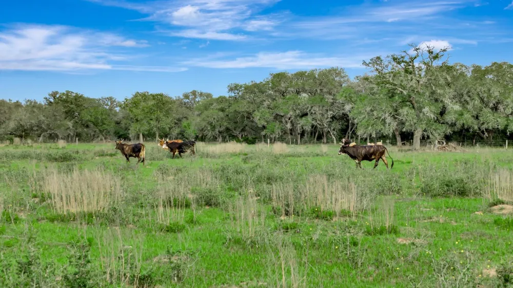 16297 State Highway 111 E Yoakum, TX 77995