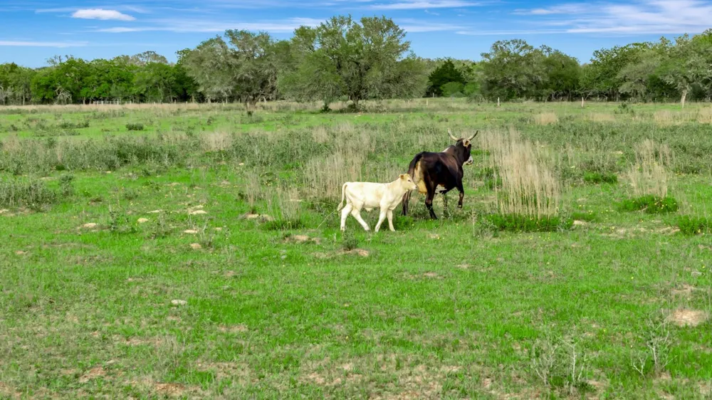 16297 State Highway 111 E Yoakum, TX 77995