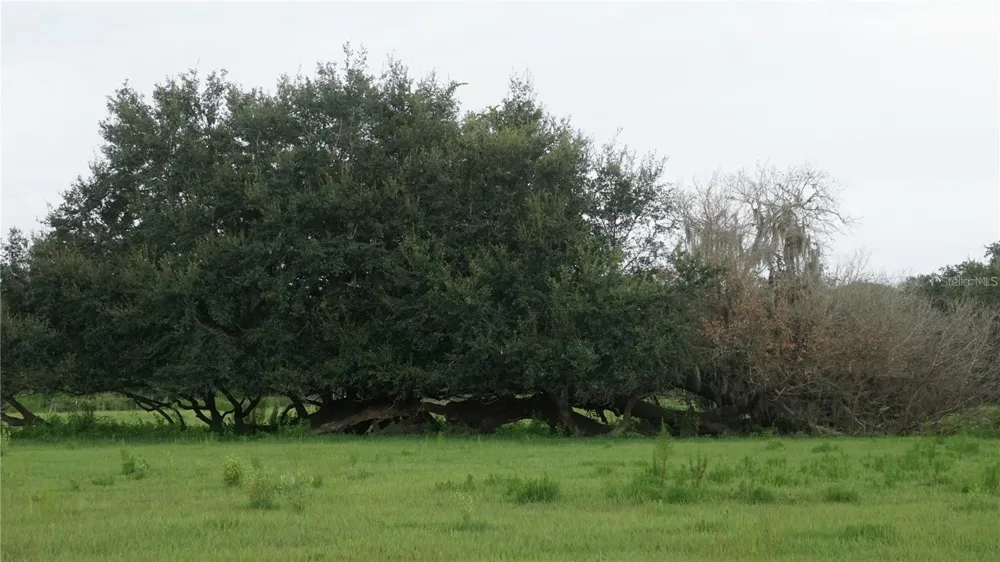 DURANT RD Dover, FL 33527