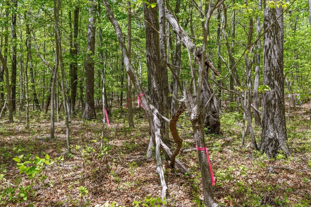 0 Deepwoods Road Sewanee, TN 37375