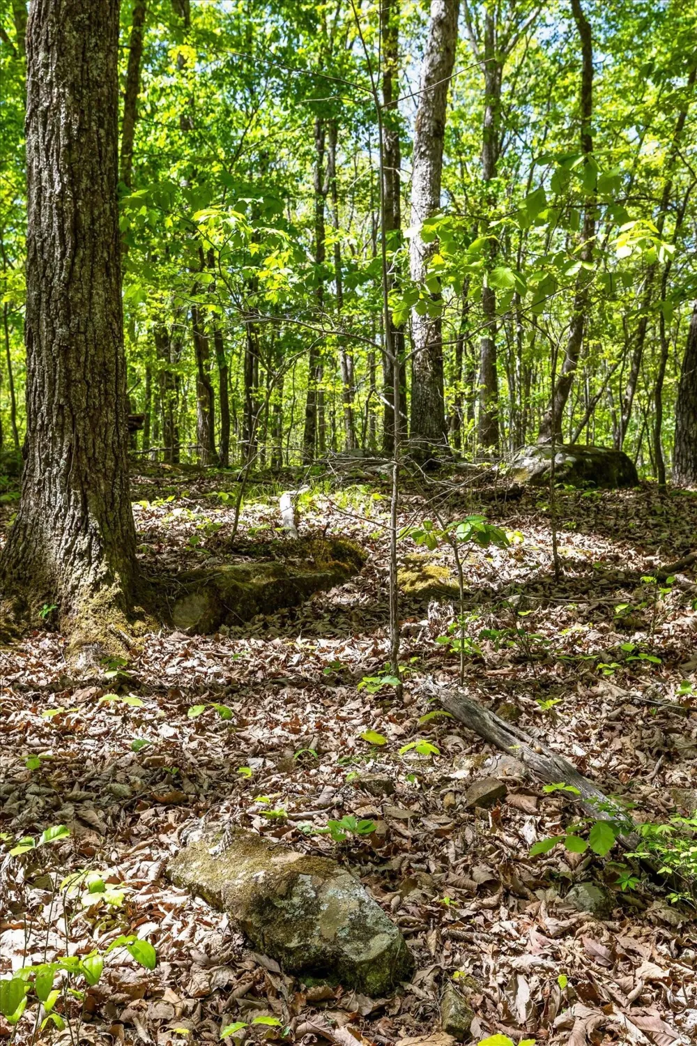 0 Deepwoods Road Sewanee, TN 37375
