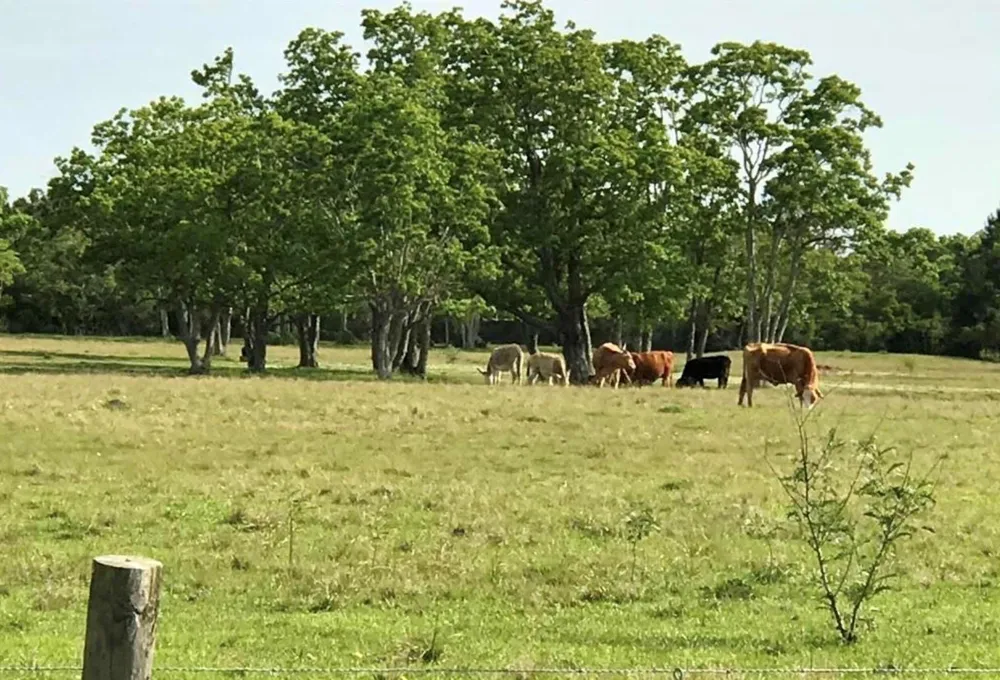 Eagle Road Anahuac, TX 77514