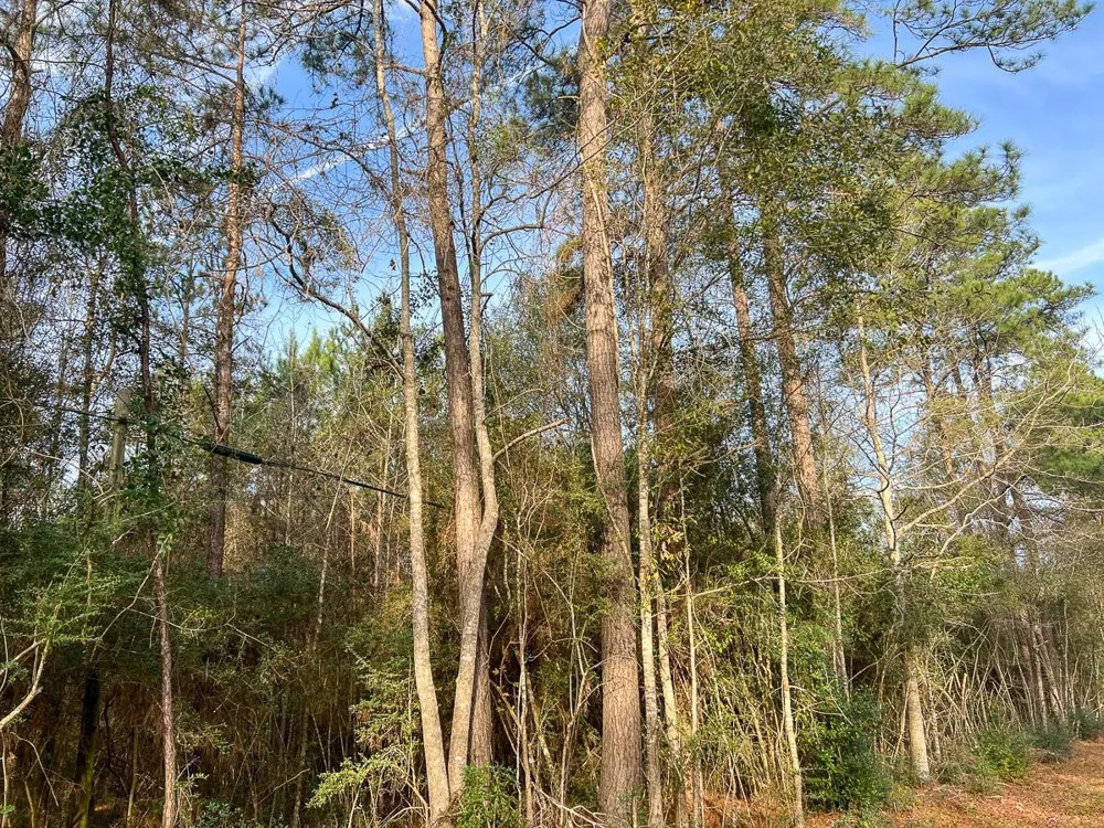 6 Tall Cotton Road Saratoga, TX 77585