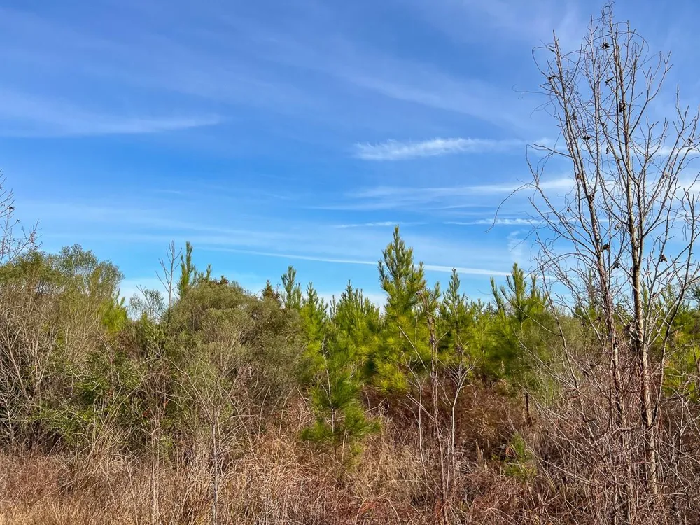 6 Tall Cotton Road Saratoga, TX 77585