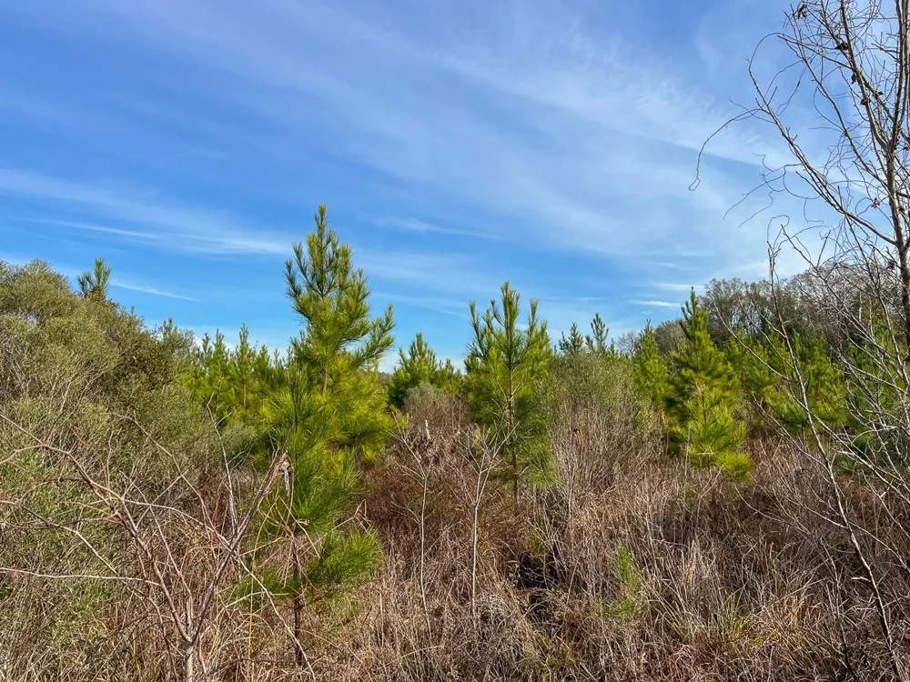 6 Tall Cotton Road Saratoga, TX 77585