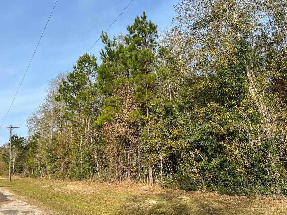 6 Tall Cotton Road Saratoga, TX 77585