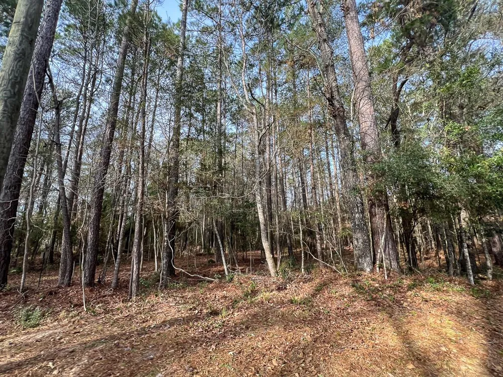 6 Tall Cotton Road Saratoga, TX 77585