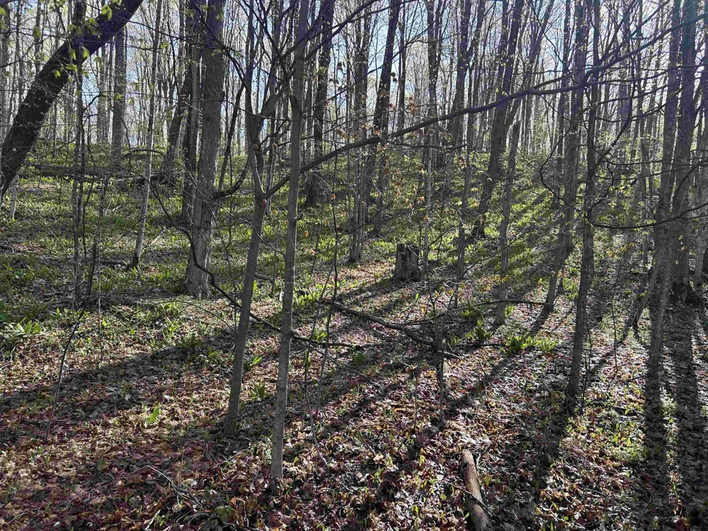 Hawks Eye Drive Kearney Township, MI 49615