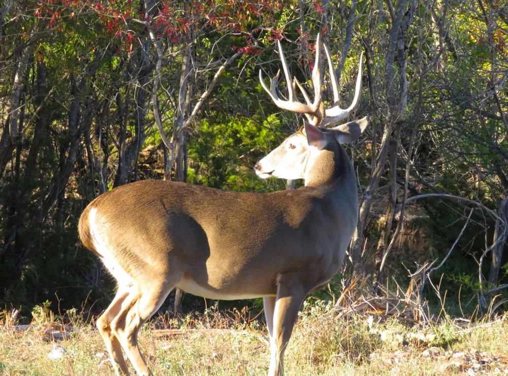 8500 County Road 121 Cross Plains, TX 76801
