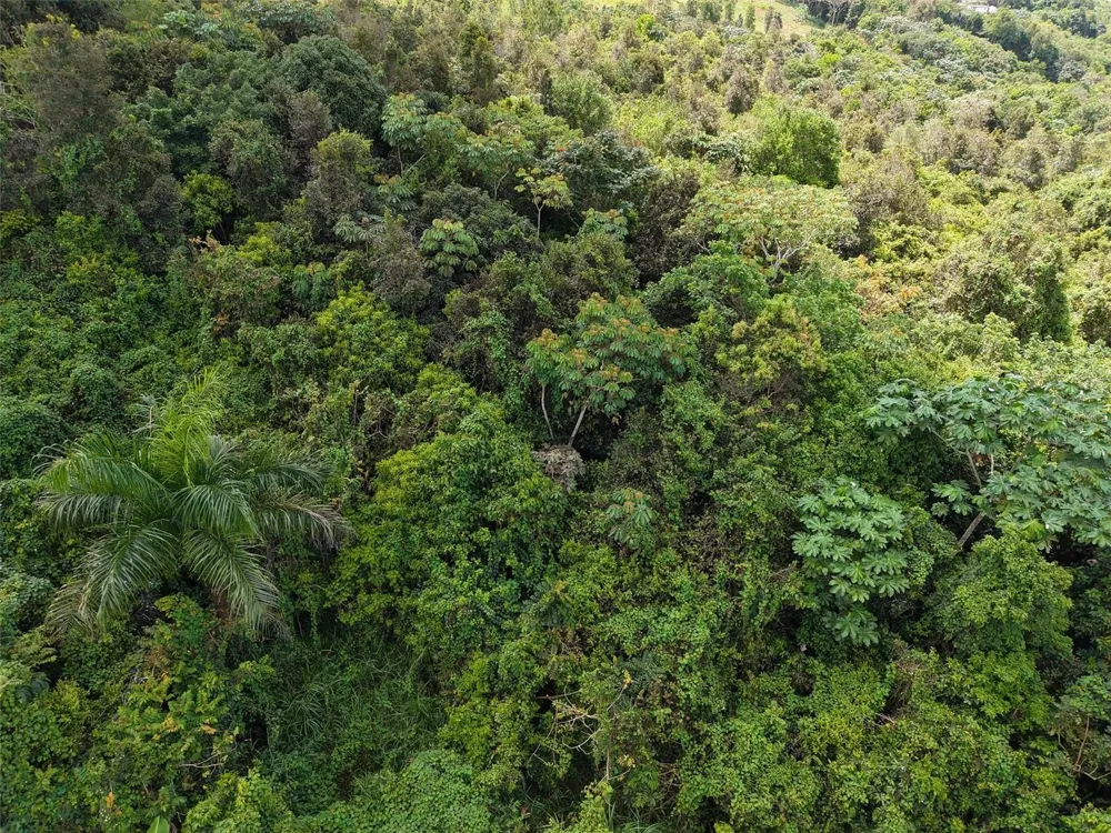 PR 7718 KM 3.6 PASTO WARD Aibonito, PR 00705