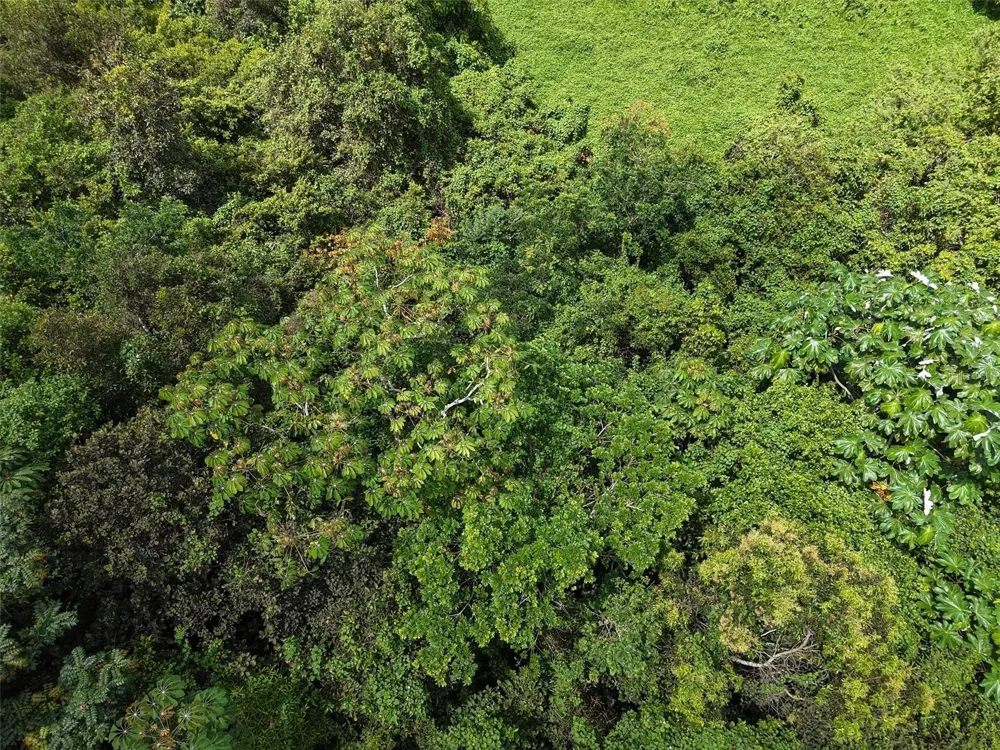PR 7718 KM 3.6 PASTO WARD Aibonito, PR 00705