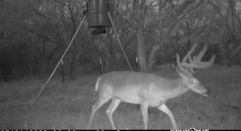 136 Moose Trail Ranger, TX 76470