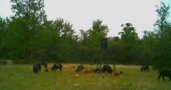 136 Moose Trail Ranger, TX 76470