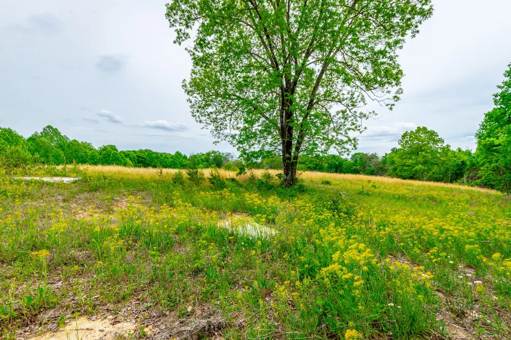 Ray Gadd Road Graysville, TN 37338
