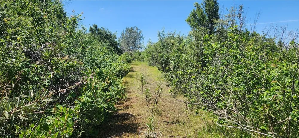 Hummer Road Forest Ranch, CA 95942